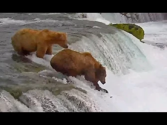 07_Jul_2024-_28E_watches_as_402_slips_off_the_lip_(explore.org)