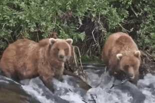 128 Grazer's two 2.5 year old cubs August 20, 2022 gif by LunaCre