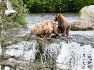 128 Grazer and two 2.5 year old cubs July 8, 2022 photo by Truman Everts