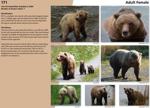 171's page of the 2016 Bears of Brooks River book, page 38