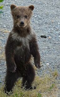 171's smallest spring cub standing on July 2, 2019 at 10:29 photograph by Truman Everts