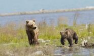 435 Holly's spring cub (right 719) and adopted yearling (left 503) by Tina Crowe (aka CalliopeJane) 07/25/2014 at Margot Creek