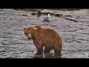 708_Amelia_Brooks_Falls_cam_Explore.org_7-13-2022