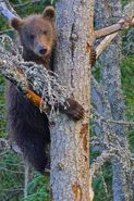 409 Beadnose's other spring cub in the "Nanny Tree" on July 17, 2016 photograph by Truman Everts