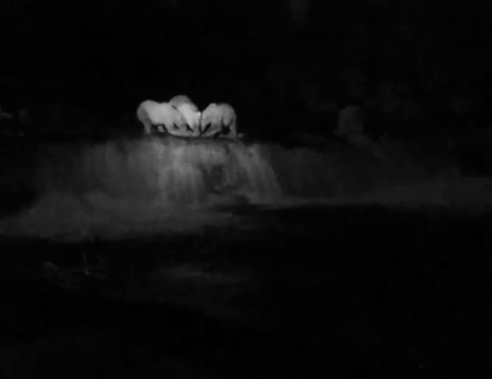 GRAZER 128 GIF 2022.07.13 128 & CUBS EAT FISH LIP INFRARED SPOTLIGHT SCOOCH p 00.46
