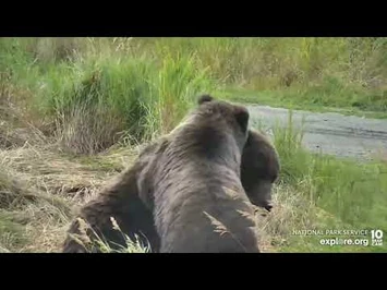 2022_09_05_Explore.org_LR_132_&_yearlings_taking_a_nap_♥