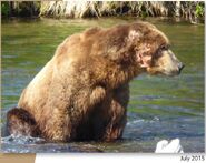 814 Lurch July 2015 NPS photo 2016 Bears of Brooks River book, page 78