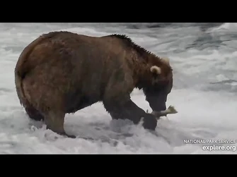 28_Aug_2023-_128_Enjoys_Having_Far_Pool_to_Herself_(explore.org)