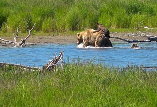 171 with her 2 spring cubs, 1 of which is riding on her back on June 27, 2019 at 15:53 photograph by Truman Everts