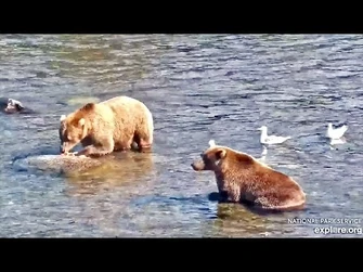 30_Aug_2021-_811_Waits_for_719's_Scraps_(explore.org)