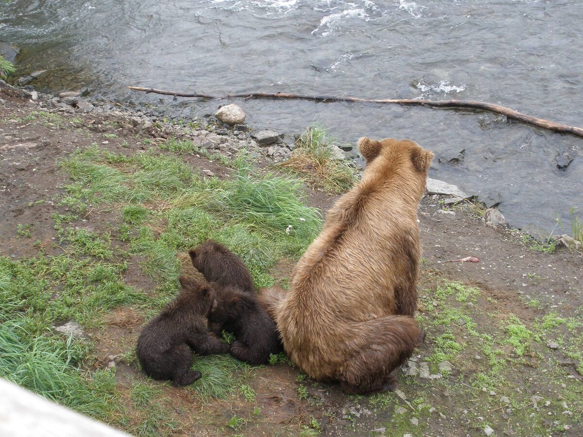 One of the oldest – and most beloved – bears at Katmai National Park  finally returns to Brooks Falls - Alaska Public Media