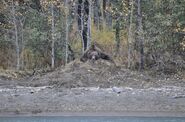 814 Lurch on cache October 6, 2013 NPS photo by Ranger Chad Billock