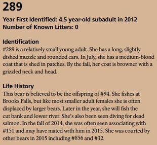 289's page of the 2016 Bears of Brooks River book, page 43 (information section only) states 289 was courted by 856 during the 2015 season