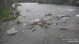 856_in_the_riffles_7_12_2020_by_Lani_H_(856_still_limping)