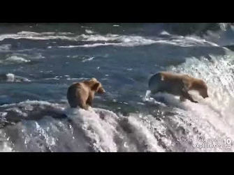 909_and_cub_fishing_the_lip_Brooks_Falls_cam_Explore.org_7-27-2022