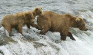 409 Beadnose with her 2 yearlings (909 & 910) fishing the lip on June 26, 2017 at 19:22 photograph by Truman Everts