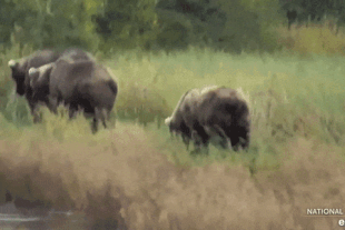 128 Grazer and her two 2.5 year old cubs September 5, 2022 gif by LunaCre