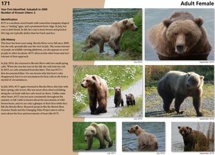 171's page of the 2017 Bears of Brooks River book, page 42