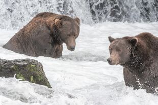 151 Walker (right) and 474 (left) September 9-September 14, 2021 photo by ©Theresa Bielawski