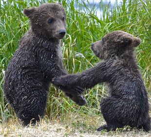 171's 2 spring cubs June 30, 2019 photo by Truman Everts