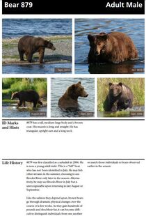 879's page of the 2014 Bears of Brooks River book, page 30