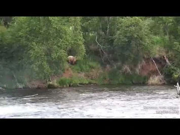 128_Grazer_at_the_Falls_June_21_2021_explore.org