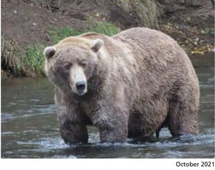 480 Otis October 2021 NPS photo 2022 Bears of Brooks River book page 74 