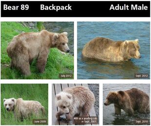 89 Backpack's page of the 2014 Bears of Brooks River book, page 17 ~ top only