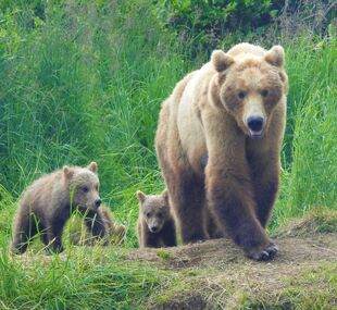 Sow 402 along with her 4 cubs had come out of the woods to come to the river. Photo taken on 7/20/2018 by Valerie Van Griethuysen