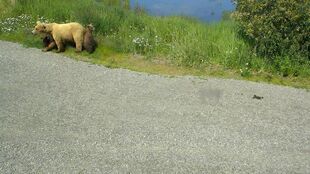 128 Grazer with her 3 spring cubs June 21, 2016 snapshot by Jen