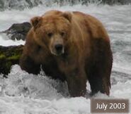 418 Jack July 2003 NPS photo from the 2014 Bears of Brooks Camp book page 62