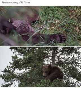 KNP&P's July 4, 2018 Facebook post re: 856 killing 132's spring cub, wounding 132 and separating 132 from her remaining spring cub (part 2 of 2)