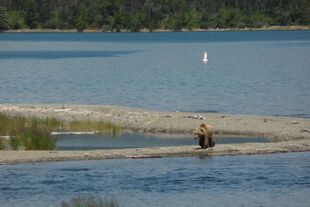 171 with her 2 spring cubs July 17, 2014 just prior to 15:28 NPS by Ranger Mike Fitz