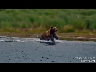 25_Jun_2025-_132_Works_Hard_for_Her_Fish_(explore.org)