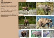 263's page of the 2017 Bears of Brooks River book, page 45