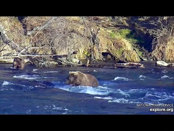 31_Oct_2020-_811's_Cub_Eats_Icicles-2