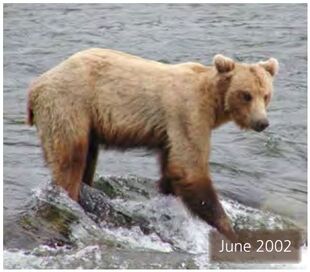 Subadult 402 June 2002 NPS photo 2014 Bears of Brooks River book page 35