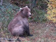 Believed to be 504's 2.5 year-old female, lighter offspring 09/30/2017 NPS photo.