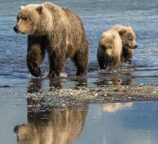 171 with her 2 yearlings Summer 2017 from page 10 of the 2018 Bears of Brooks River book