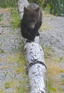 171's larger spring cub on a log on June 30, 2019 at 11:48 photograph by Truman Everts