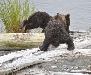 171's 2 spring cubs on June 30, 2019 at 11:49 photograph by Truman Everts