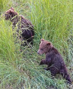 171's 2 spring cubs on July 2, 2019 at 10:41 photograph by Truman Everts