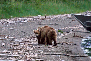 306 (left) and 610 (right) July 3, 2022 photo by Betsy Bear