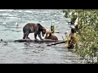 8_Aug_2022-_912_and_164_Hang_Out_at_the_Log_(explore.org)