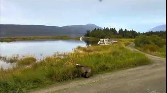 903TripletsV3_Could_this_be_132_(with_her_3_spring_cubs)_chasing_500_Indy?_September_3,_2014_by_RGW