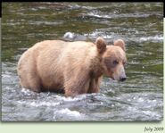 700 Marge July 2009 NPS photo 2012 Brown Bears of Brooks Camp iBook