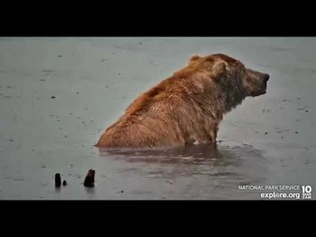 83_taking_it_easy_in_the_rain_-_Explore.org_July_6,_2022