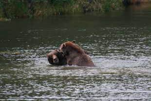 879 and 469 "Digger" / "Patches" having a play fight on September 3, 2010 NPS photo