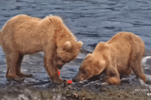 128 Grazer's cub sharing salmon on the lip June 28, 2022 gif created by LunaCre (p 06/29/22 03:20)