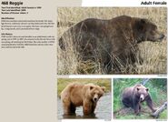 468 Reggie's page of the 2016 Bears of Brooks River book, page 98